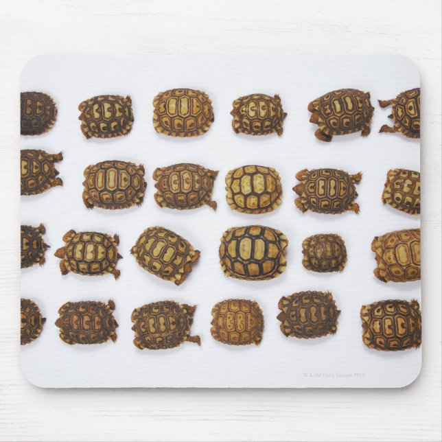 Tapis De Souris Tortues de bébé disposées en rangs (Devant)