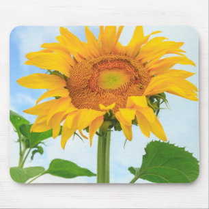 Tapis De Souris Tournesol, jardin communautaire, Moses Lake, WA, É