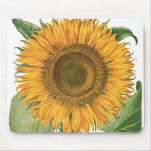 Tapis De Souris Tournesol vintage par Basilius Besler