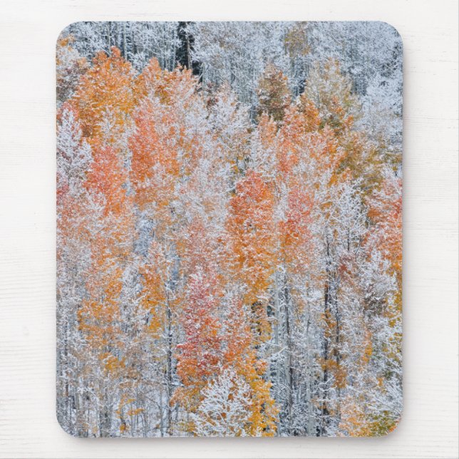 Tapis De Souris Trembles & Neige | Montagnes Rocheuses, Colorado (Devant)