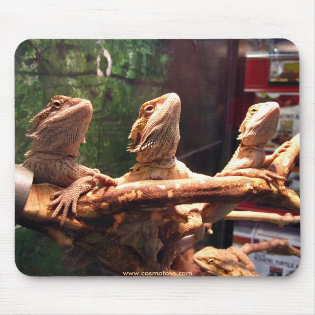 Tapis De Souris Trio de Leezard (Devant)