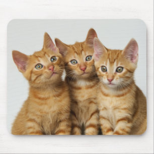 Tapis De Souris Trois chatons mignons de gingembre côte à côte