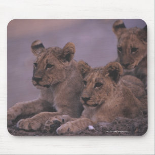 Tapis De Souris Trois lion CUB