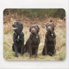 Trois récupérateurs Black Labrador