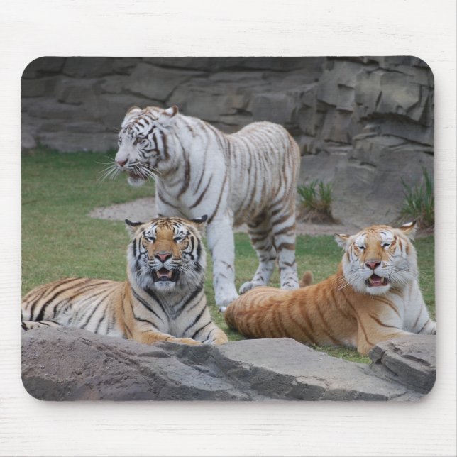 Tapis De Souris Trois tigres (Devant)