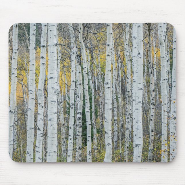 Tapis De Souris Troncs d'arbre d'Aspen | Aspen, Colorado (Devant)