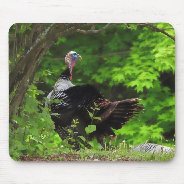 Tapis De Souris Turquie sauvage mâle mature (Devant)