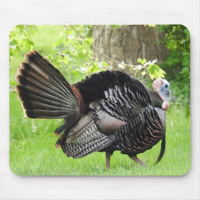 Tapis De Souris Turquie sauvage mâle mature Afficher des plumes (Devant)