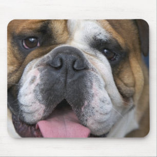 Tapis De Souris Un bouledogue anglais en Belgique.