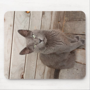 Tapis De Souris Un chat noble gris