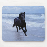 Un cheval sauvage et libre