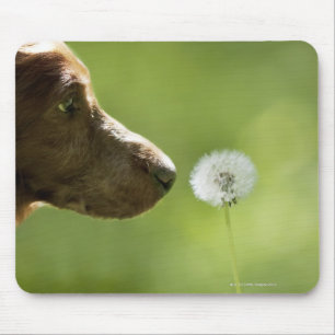 Tapis De Souris Un chien et un pissenlit