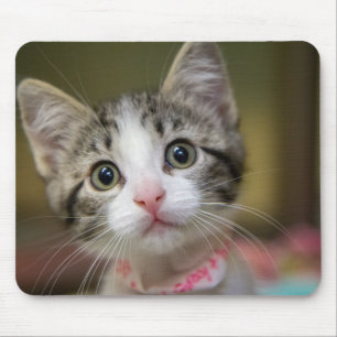 Tapis De Souris Un mignon chaton aux yeux verts