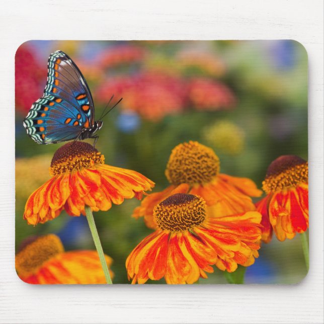 Tapis De Souris Un Papilio troilus, Papilio troilus (Devant)