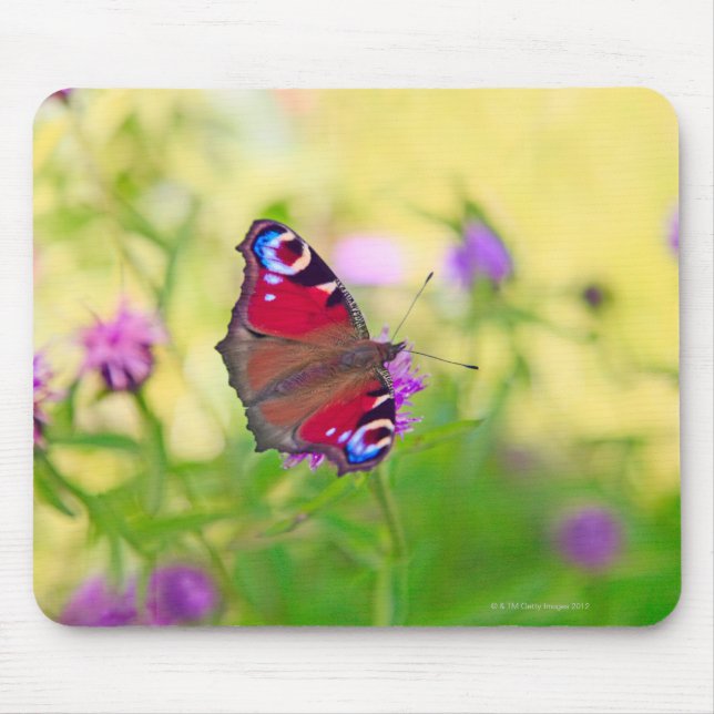 Tapis De Souris Un papillon Peacock aux couleurs vives est (Devant)