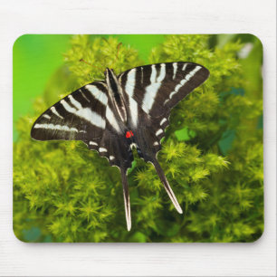 Tapis De Souris Un papillon swallowtail nord-américain