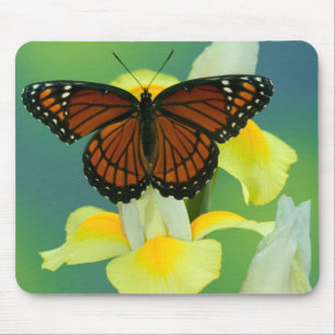 Tapis De Souris Un papillon vice-roi sur un iris japonais jaune