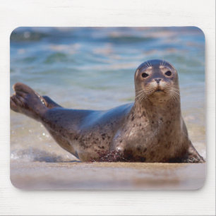 Tapis De Souris Un phoque sur une plage le long de la côte Pacifiq