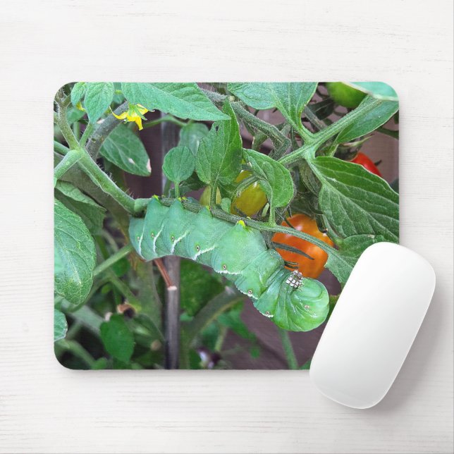 Tapis De Souris Un ver vert sur un Plante de tomate (Avec souris)