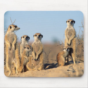 Tapis De Souris Une famille de suricates se chauffant au soleil à 