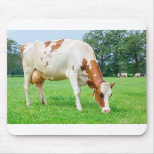 Tapis De Souris Une vache à lait néerlandaise frôlant dans le p
