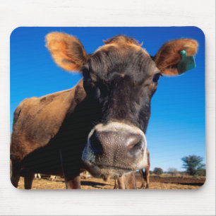 Tapis De Souris Une vache Jersey curieuse