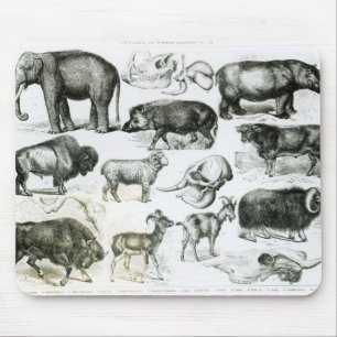 Tapis De Souris Ungulata ou animaux à sabots