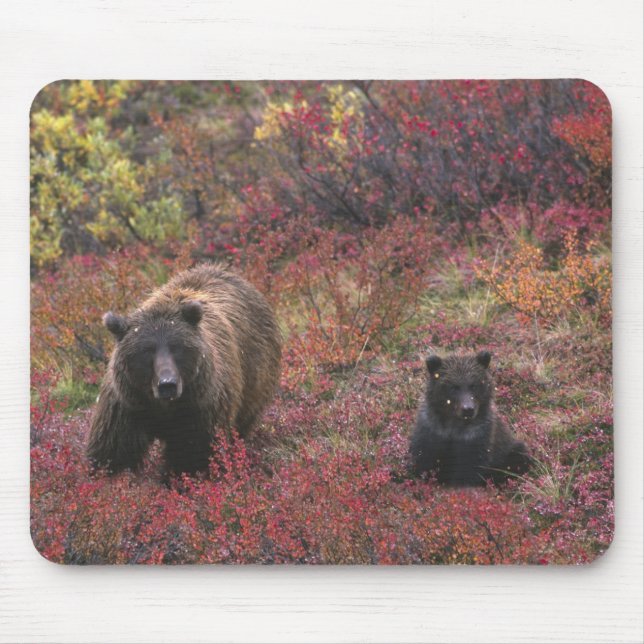 Tapis De Souris USA, Alaska, Denali National Park. Ours grizzli (Devant)