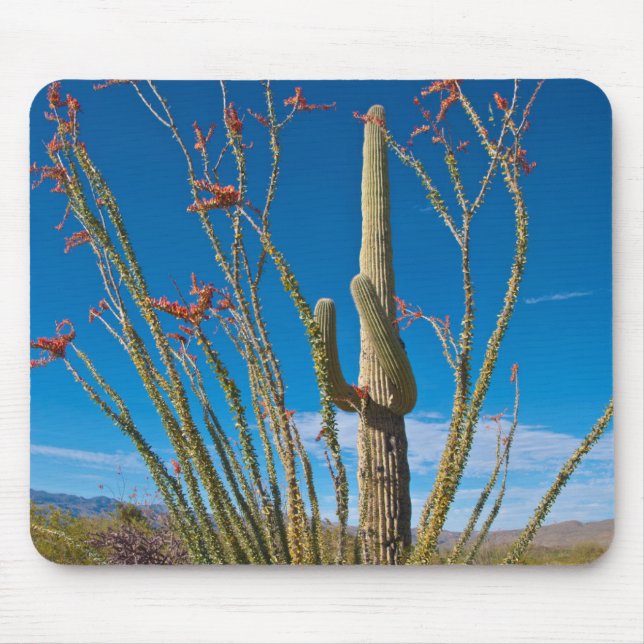 Tapis De Souris USA, Arizona. Cactus Dans Le Parc National Du Sagu (Devant)