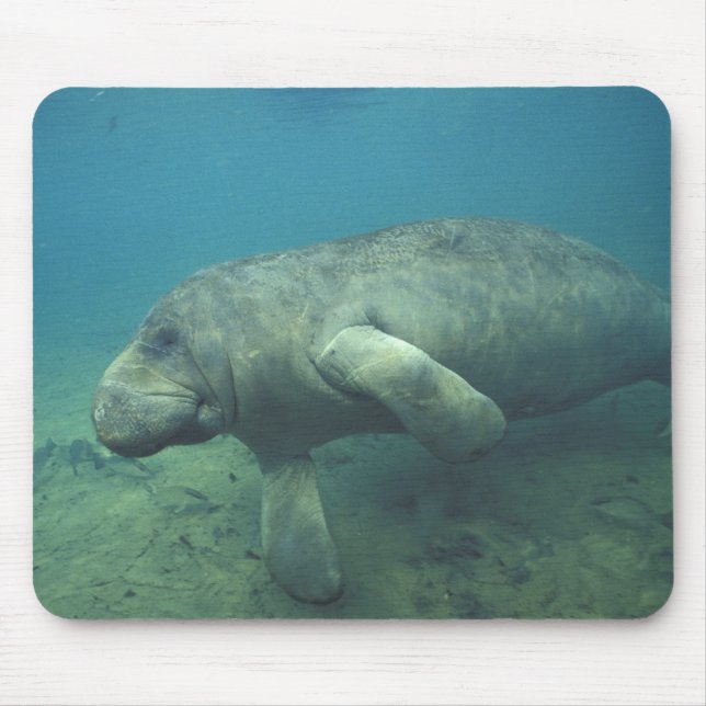 Tapis De Souris USA, FL, Manatee (Devant)