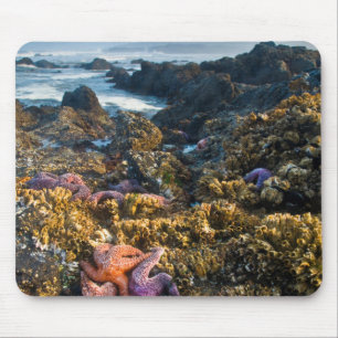 Tapis De Souris USA, Oregon. Starfish and sea stars