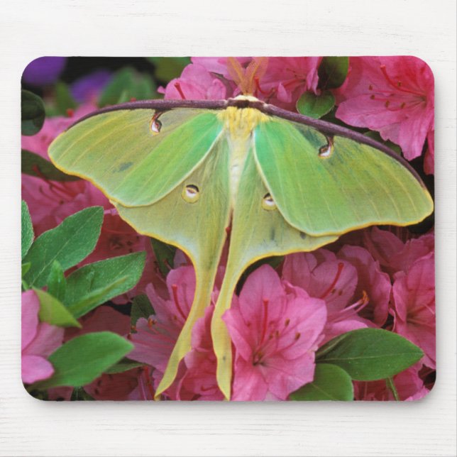 Tapis De Souris USA, Pennsylvanie. Luna moth sur clematis rose (Devant)