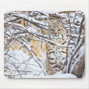 Tapis De Souris USA, Wyoming, Bobcat
