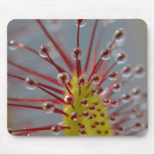 Tapis De Souris Usine carnivore Mousepad de Sundew