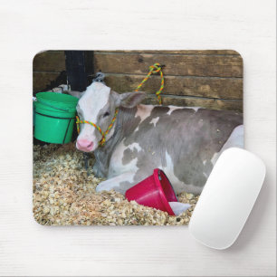 Tapis De Souris Vache dans un enclos de grange avec des seaux