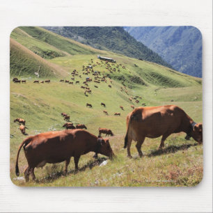 Tapis De Souris vaches en vallée de Tarentaise - course de Tarine