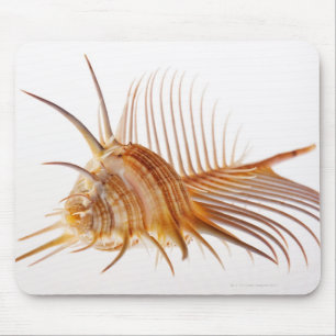 Tapis De Souris Vénus Comb Murex shell (Murex pectin) contre