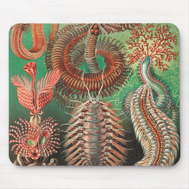 Tapis De Souris Vers, Annelids Chaetopoda par Ernst Haeckel (Devant)