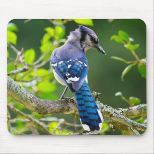 Tapis De Souris Vêtements Cadeaux de Photographie de Nature Geai B
