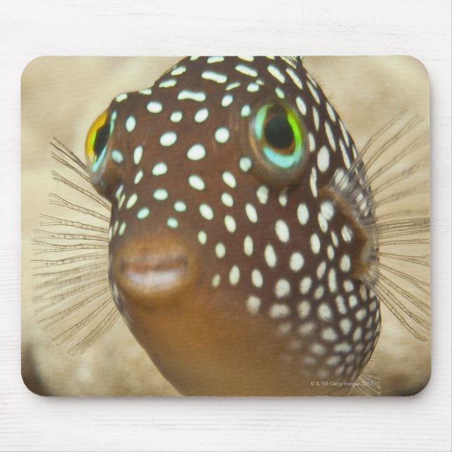 Tapis De Souris Vie sous-marine; POISSONS : Portrait rapproché d'u (Devant)