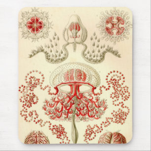 Tapis De Souris Vintage Haeckel