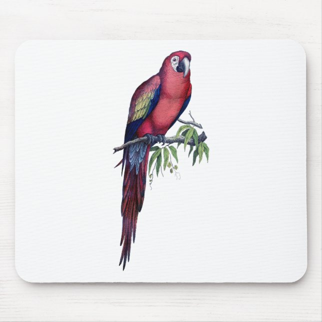 Tapis De Souris Vintage Macaw Bird (Devant)