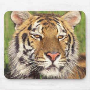 Tapis De Souris Visage de tigre