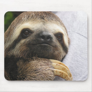Tapis De Souris Visage mignon de paresse