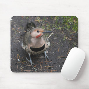 Tapis De Souris Vue de l'oeil d'oiseaux du pic-blanc de Flicker du