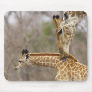 Tapis De Souris Vue latérale d'une girafe léchant sa petite,