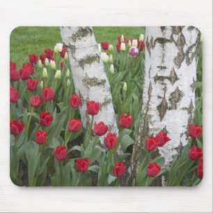 Tapis De Souris WA, vallée de Skagit, jardin de tulipes Roozengaar