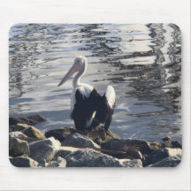 White Pelican