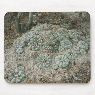 Tapis De Souris Williamsii de Lophophora - peyotl