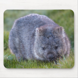 Tapis De Souris Wombat